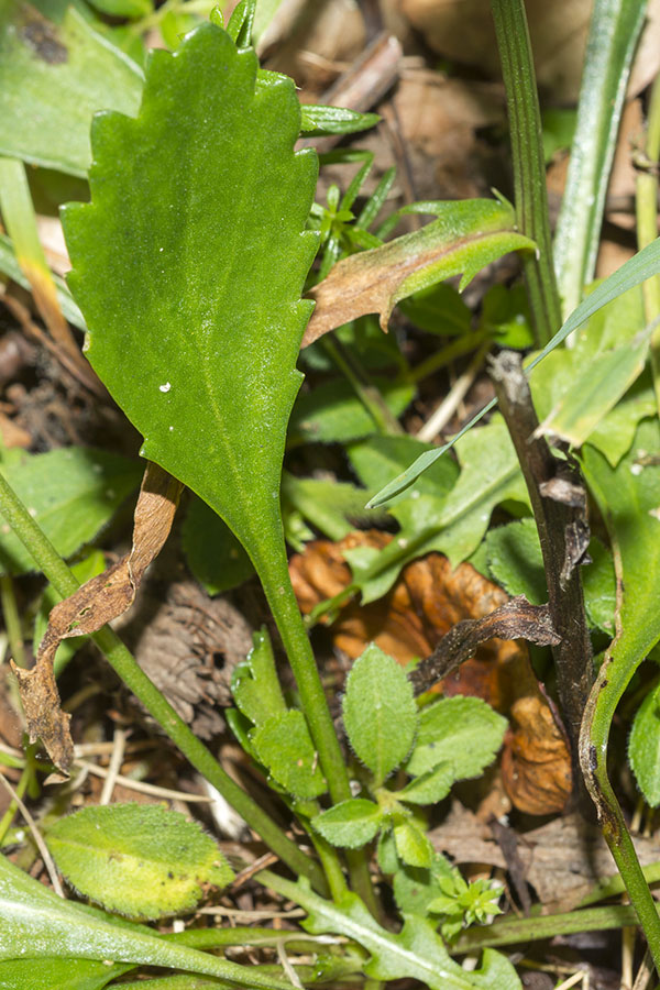 Leucanthemum pachyphyllum ?
